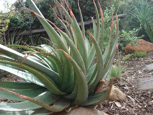 Aloe pretoriensis  (3)